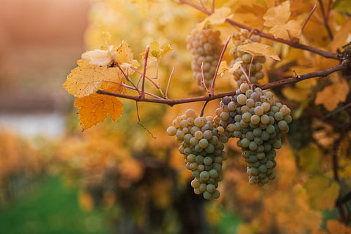 Sonnenbeschienene Weinrebe im Herbst im Wachautal, Österreich