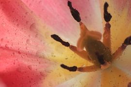 Tulp binnenkant van sandra ten wolde