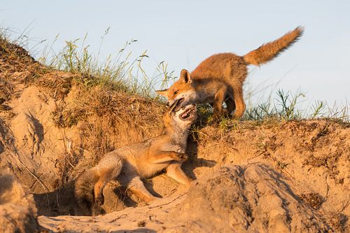 Auw mijn oor! van Tim Link