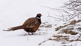 Swedish pheasant by Henk Kuipers