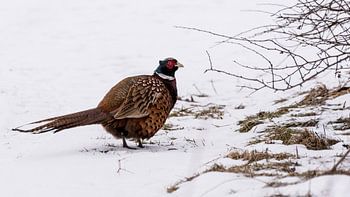 Swedish pheasant