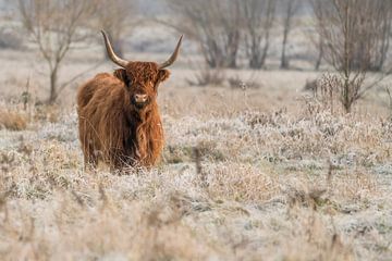 Hello there! by Gonda Versteeg