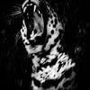 Jaguar noir et blanc sur Malou van Gorp