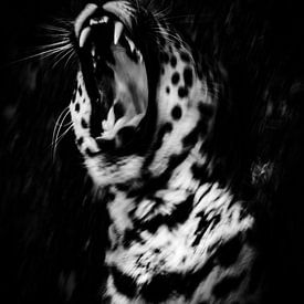 Jaguar zwart wit van Malou van Gorp