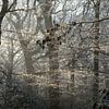 Forêt lors d'une belle matinée d'hiver sur Sjoerd van der Hucht