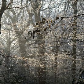 Wald an einem schönen Wintermorgen von Sjoerd van der Hucht