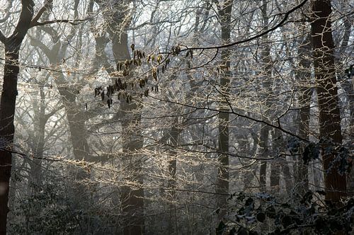 Bos tijdens een mooie winterochtend van Sjoerd van der Hucht