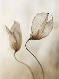 Gentle Flora No 11