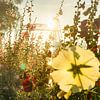 Bloemen voor De Hef in Rotterdam van Michel van Kooten
