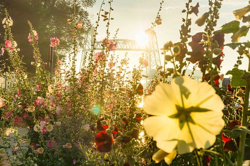 Fleurs pour De Hef à Rotterdam sur Michel van Kooten