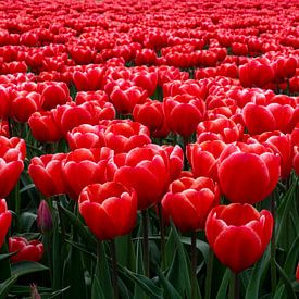 Gros plan sur les tulipes rouges à Groningen, aux Pays-Bas ! sur Robin Jongerden