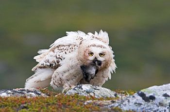 Sneeuwuil (Bubo scandiacus)