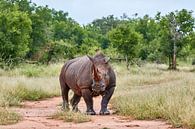 White Rhino in Swaziland by Jolene van den Berg thumbnail