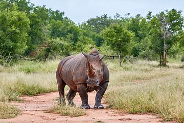 White Rhino in Swaziland by Jolene van den Berg