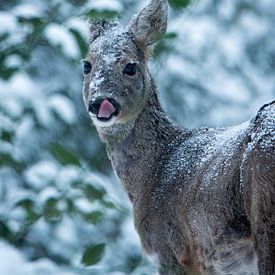 Eine unerwartete Erscheinung im verschneiten Wald von Jouke Wijnstra Fotografie