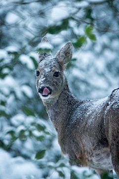 An unexpected encouter in the snowy forest van Jouke Wijnstra Fotografie