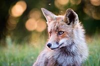 Red fox at evening sunset
