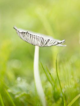 Hazenpootje in de lente van Maaike Munniksma