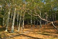 Coastal forest by Ostsee Bilder thumbnail