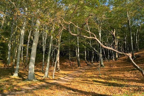 Coastal forest