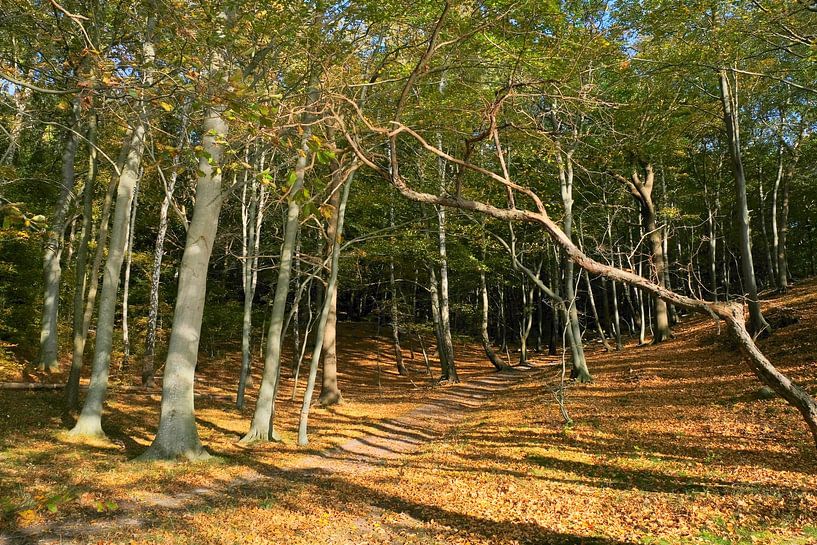 Coastal forest by Ostsee Bilder