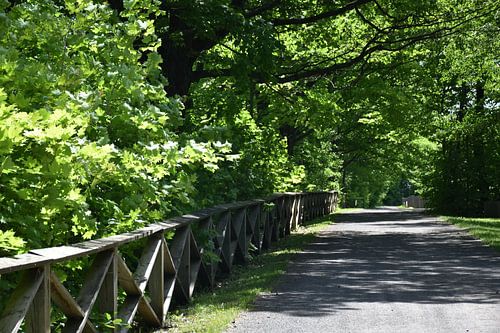 A park trail in summer