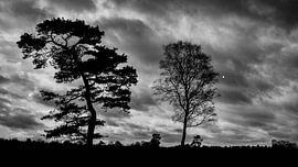 Eine komplizierte Berechnung; zwei Bäume vor einem Wolkenhimmel von fünfzig Grautönen von Hans de Waay