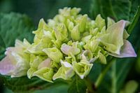 Hortensia