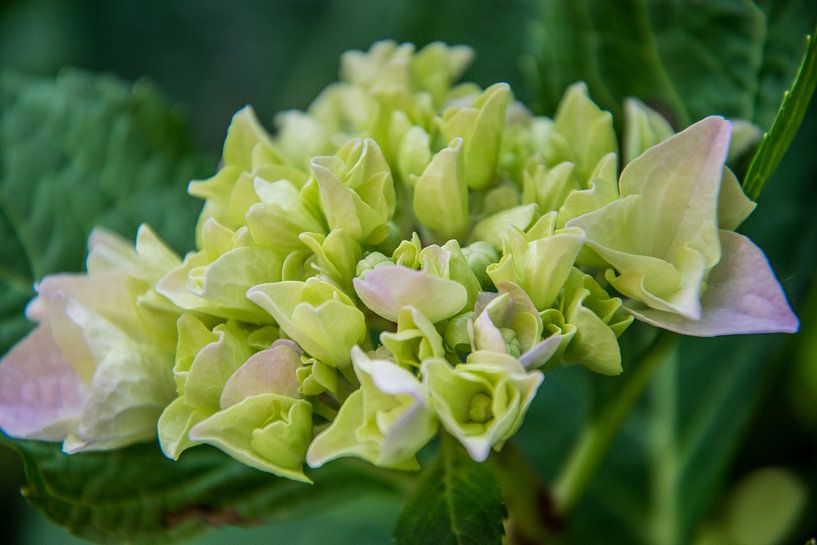Hortensia van Hans Tijssen