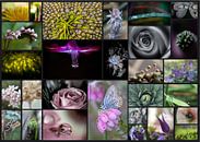Collage von Blumen von Helga van de Kar Miniaturansicht