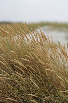 Schiermonnikoog – Dunes and swaying marram grass