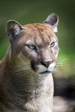 Portrait de cougar sur fond vert sur Barbara Kempeneers