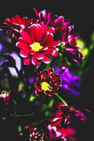 Style my Home series by Liberty Ragazza Biesma