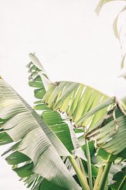 Feuilles de bananier sur Patrycja Polechonska