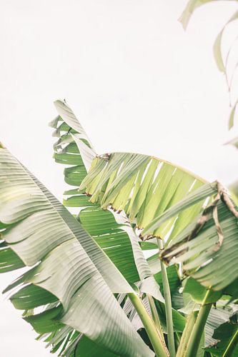 Banana Leaves