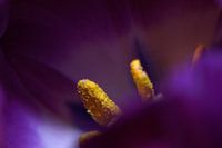 Tulip