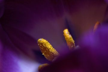 Tulp