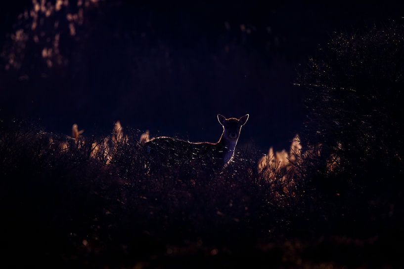 Tegenlicht par Pim Leijen