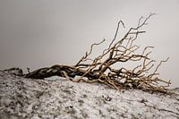 Schnee in den Dünen