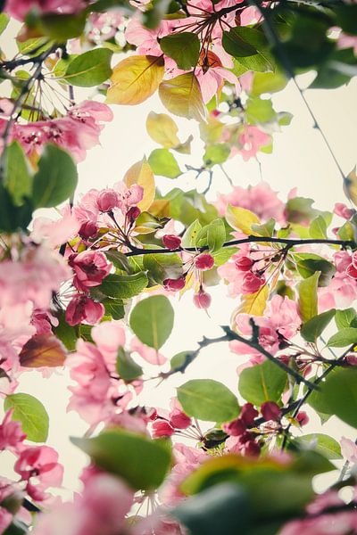 A look up through the blossom by tim eshuis