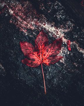 Feuilles enflammées en automne sur Simon Adams