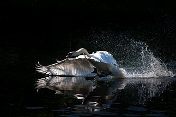 Mommy's angry by Jeroen Arts