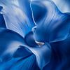 feuille bleue sur CanvasbyCaro