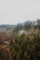 misty forests in the hills of Germany