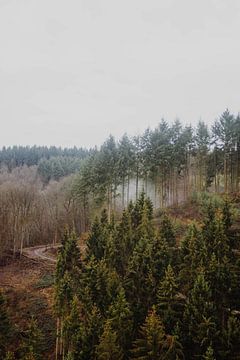 Neblige Wälder in den Hügeln Deutschlands