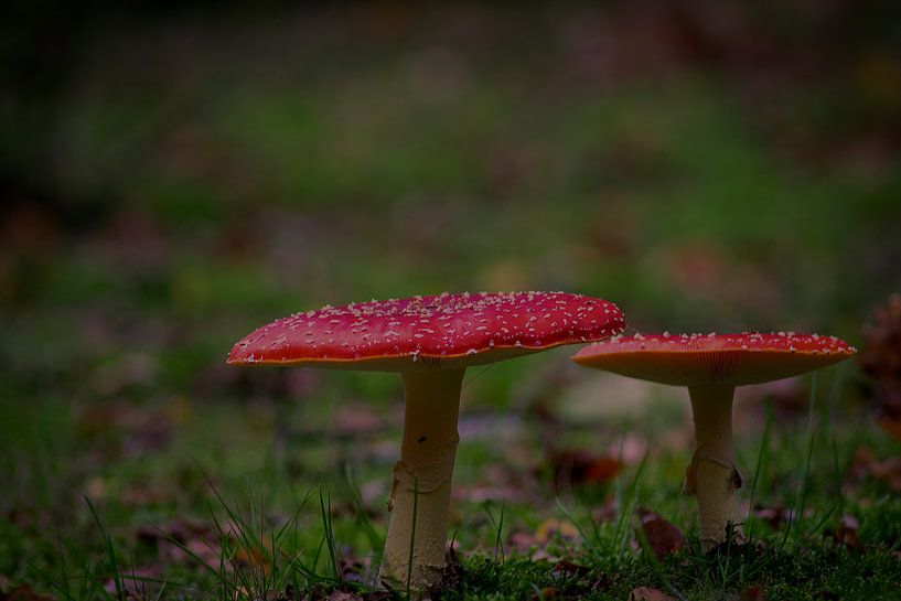 fly agaric by Coosje Wennekes
