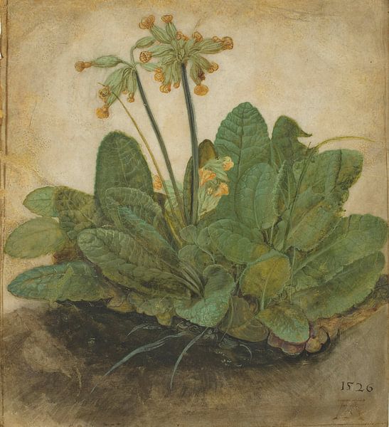 Albrecht Dürer. Büschel von Cowslips von 1000 Schilderijen