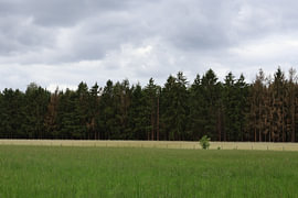 Grüne Streifen und ein grauer Himmel von Vlijtig Liesje