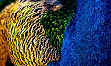 Peacock by Pascal Sunday