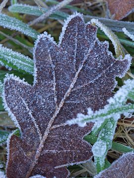 ice crystals on an autumn leaf in nature